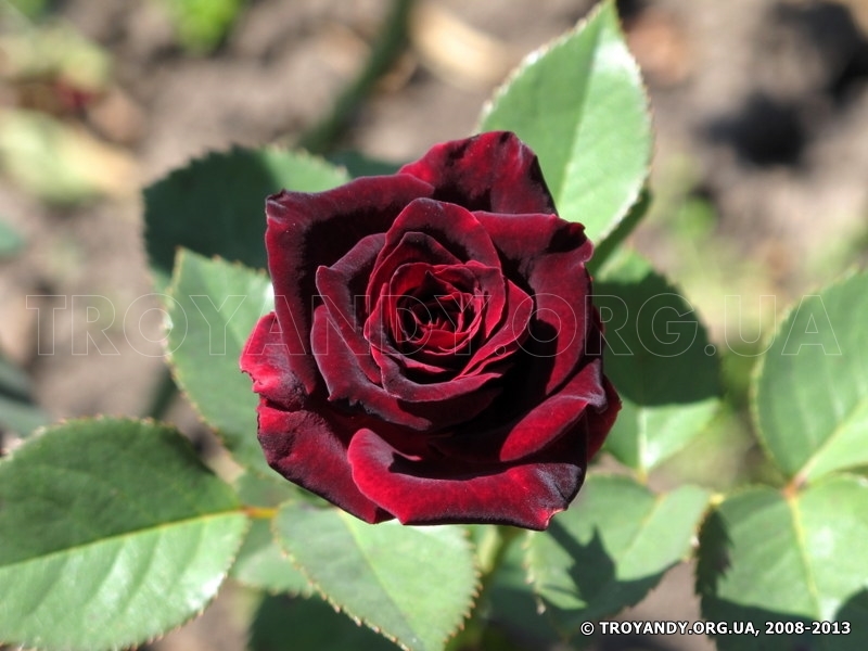 Black Baccara